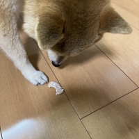 宮城産サメおやつ（PEPPY　LIFE犬おやつシリーズ）