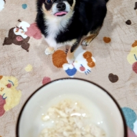 真昆布だし香る　わんのごちそう