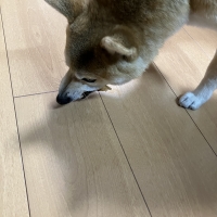 宮城産サメおやつ（PEPPY　LIFE犬おやつシリーズ）