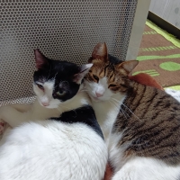 真昆布だし香る　にゃんのごちそう