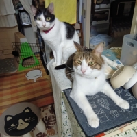 真昆布だし香る　にゃんのごちそう