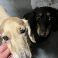 宮城産サメおやつ（PEPPY　LIFE犬おやつシリーズ）