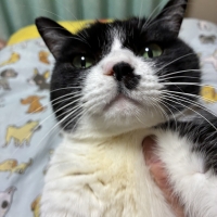 ｐＨバランス キャットウォーター