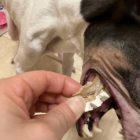 宮城産サメおやつ（PEPPY　LIFE犬おやつシリーズ）