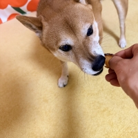 宮城産サメおやつ（PEPPY　LIFE犬おやつシリーズ）