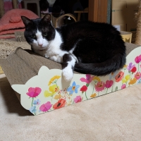 ごろん猫の爪とぎ　ナチュラル　季節限定柄