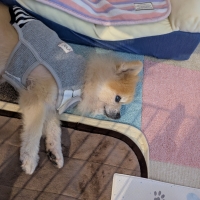 ラグタスタイルラグ　ミニ　おためしセット