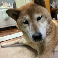 真昆布だし香る　わんのごちそう