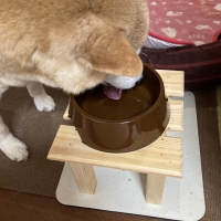 真昆布だし香る　わんのごちそう