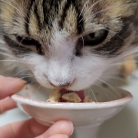 真昆布だし香る　にゃんのごちそう