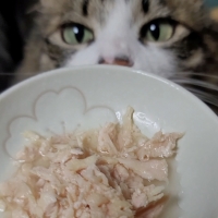 真昆布だし香る　にゃんのごちそう