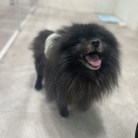 真昆布だし香る　わんのごちそう