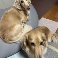 宮城産サメおやつ（PEPPY　LIFE犬おやつシリーズ）