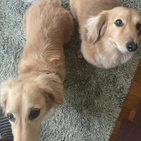 宮城産サメおやつ（PEPPY　LIFE犬おやつシリーズ）