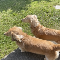 宮城産サメおやつ（PEPPY　LIFE犬おやつシリーズ）