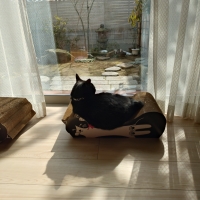 ごろん猫の爪とぎ　猫柄 （大型猫 段ボール製）