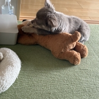 やすらぎの添い寝わんこ