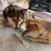 北の極 ごほうびソーセージ