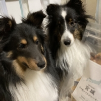 宮城産サメおやつ（PEPPY　LIFE犬おやつシリーズ）