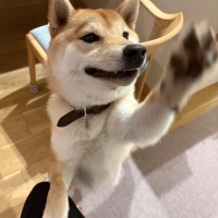 宮城産サメおやつ（PEPPY　LIFE犬おやつシリーズ）