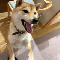 宮城産サメおやつ（PEPPY　LIFE犬おやつシリーズ）