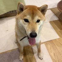 宮城産サメおやつ（PEPPY　LIFE犬おやつシリーズ）