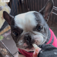 宮城産サメおやつ（PEPPY　LIFE犬おやつシリーズ）