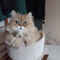 ローステップタワー（高さ97cm 据え置き型 シニア猫 子猫）