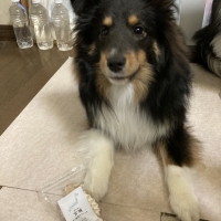 宮城産サメおやつ（PEPPY　LIFE犬おやつシリーズ）