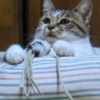 ＰＥＰＰＹ　ＬＩＦＥ　にゃろみ（無添加 国産)