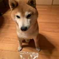 宮城産サメおやつ（PEPPY　LIFE犬おやつシリーズ）