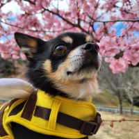 ★万能ウエットタオルクリンポイ　Ｌｉｇｈｔ