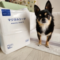 ペピイマジカルシーツ（中厚型ペットシーツ）