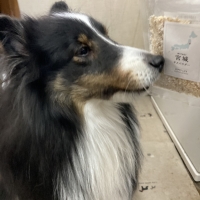 宮城産サメおやつ（PEPPY　LIFE犬おやつシリーズ）