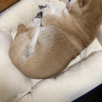 Ｓｉｐｐｏｌｅ　３ＷＡＹもちふわクッション