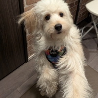 ラティア×ハクサン　ベーシックライトハーネス