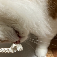 宮城産サメおやつ（PEPPY　LIFE犬おやつシリーズ）