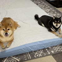 宮城産サメおやつ（PEPPY　LIFE犬おやつシリーズ）