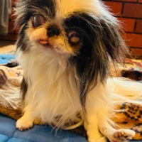 ペピイマジカルシーツ超薄型（超薄型ペットシーツ）