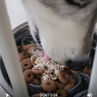 宮城産サメおやつ（PEPPY　LIFE犬おやつシリーズ）