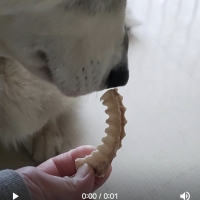 宮城産サメおやつ（PEPPY　LIFE犬おやつシリーズ）