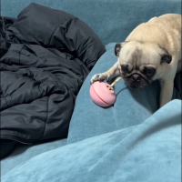 カムコ　トリーツホルダー