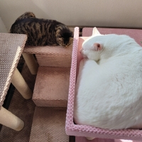 シニア猫にやさしいローステップタワー（高さ72cm 据え置き型 シニア猫 子猫）