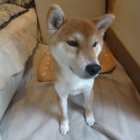 ロイヤルカナン 柴犬 成犬用（ドッグフード）