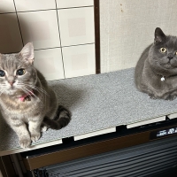 マジカルサンド （紙猫砂）