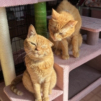 シニア猫にやさしいローステップタワー（高さ72cm 据え置き型 シニア猫 子猫）