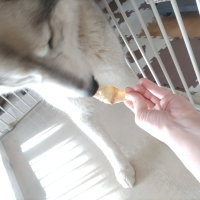 宮城産サメおやつ（PEPPY　LIFE犬おやつシリーズ）