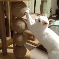 ニャンまるも爪とぎ　木目