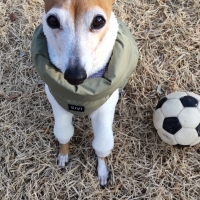 宮城産サメおやつ（PEPPY　LIFE犬おやつシリーズ）