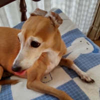 宮城産サメおやつ（PEPPY　LIFE犬おやつシリーズ）